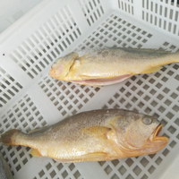 Corvina Fish, poisson de haute qualité, entier, rond, congelé, croaker jaune