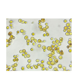 Portaobjetos Preparados de Microbiología y Genética - Product Image 1