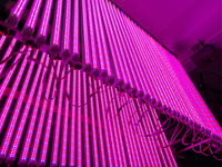 Tubes de culture à LED 2ft 3ft 4ft Commercial Planting Bar Tube à LED pour la culture des fruits en fleurs