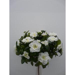 AZALEA BUSH X7 CR - Product Image 1