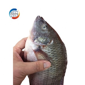 Poisson Tilapia Noir Entier en Gros, Fruits de Mer - Product Image 6