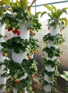 Hydro po nische Anbaus ysteme Vertikale Farm Ananas Aeroponic Tower Nft wachsen Formen
