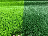 Gazon artificiel de qualité supérieure pour événements, gymnases et terrains de football, 30 mm, avec brosse de maintenance pour gazon synthétique.
