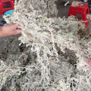 Musgo Sphagnum Ecológico Moderno Personalizado de Fábrica, Alta Absorción de Agua <span class=keywords><strong>para</strong></span> Macetas de Suculentas, <span class=keywords><strong>Cactus</strong></span>, Hábitat de Reptiles y Anfibios - Product Image 6