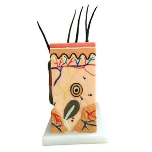 Modèle de <span class=keywords><strong>squelette</strong></span> humain agrandi 50 fois avec cheveux pour l'enseignement de la médecine et de l'anatomie - Product Image 2