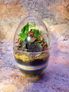 Forma di uovo vaso di vetro trasparente fioriera <span class=keywords><strong>per</strong></span> piante grasse decorazione di fiori di muschio - Product Image 3