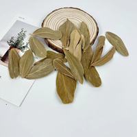 Gousses de Casuarina Naturelles PKY pour Aquarium, Bassin à Poissons Betta, Bassin à Crevettes et Aménagement Aquatique