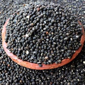 Semillas de Soja Negra Orgánicas a Granel, Sin GMO, Variedad Tradicional para Plantar y Cocinar - Product Image 6