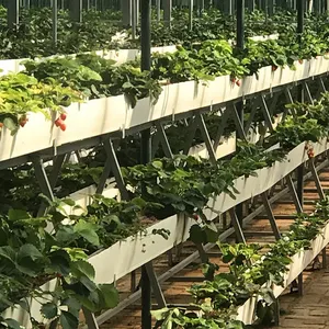 Serre commerciale de gouttière de plantation de fraises PVC bac à fraises plateau de culture hydroponique