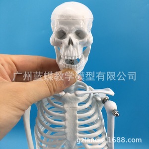 Modèle de squelette humain de 45 cm, modèle de colonne vertébrale humaine, modèle de vertèbres, modèle d'échantillon de crâne de squelette - Product Image 4