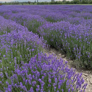 ดอกลาเวนเดอร์สวยงามสำหรับตกแต่งสวนดอกไม้ - Product Image 3