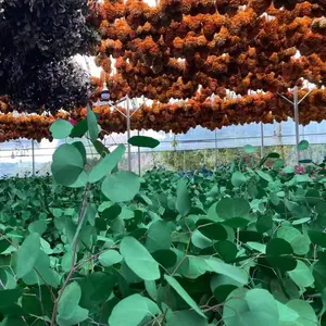 Doğal kurutulmuş okaliptüs yaprakları korunmuş okaliptüs yaprakları kurutulmuş yaprak gerçek dokunmatik DIY düğün buket dekorasyon için