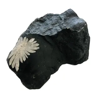 Natürlicher roher Chrysanthemen stein Rauer Kristall mineralprobe Chrysanthemen-Tumble-Stein, der Ammonit zur Dekoration heilt