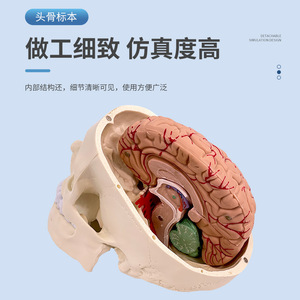 Modèle de crâne humain, modèle de crâne avec cerveau, modèle anatomique de crâne et de cerveau, modèle de structure crânienne - Product Image 4