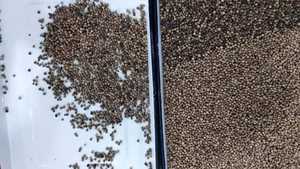 WENYAO 2025 Nieuw Model Banden Optische Kleur Sorteermachine voor Gedroogde Uienschijfjes en Zwarte Peper Kleur Sorteermachine - Product Image 5