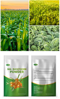 Poudre d'herbe d'orge biologique Faitury USDA EU, poudre de jus d'herbe d'orge biologique