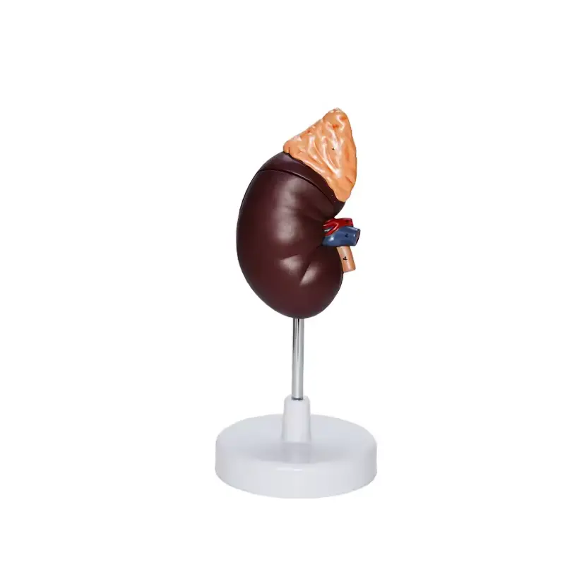 medical science teaching aid Kidney model detachable 2-part 1.5x magnification kidney organ human anatomy model