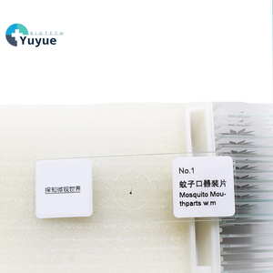 Kit de microscopio educativo para niños Mosquito Mouthpart Slide un espécimen importante en la ciencia médica - Product Image 1