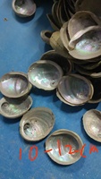 Vente directe d'usine, grande taille 10-16 cm, 4-6 pouces, coquille d'ormeau polie naturelle en stock