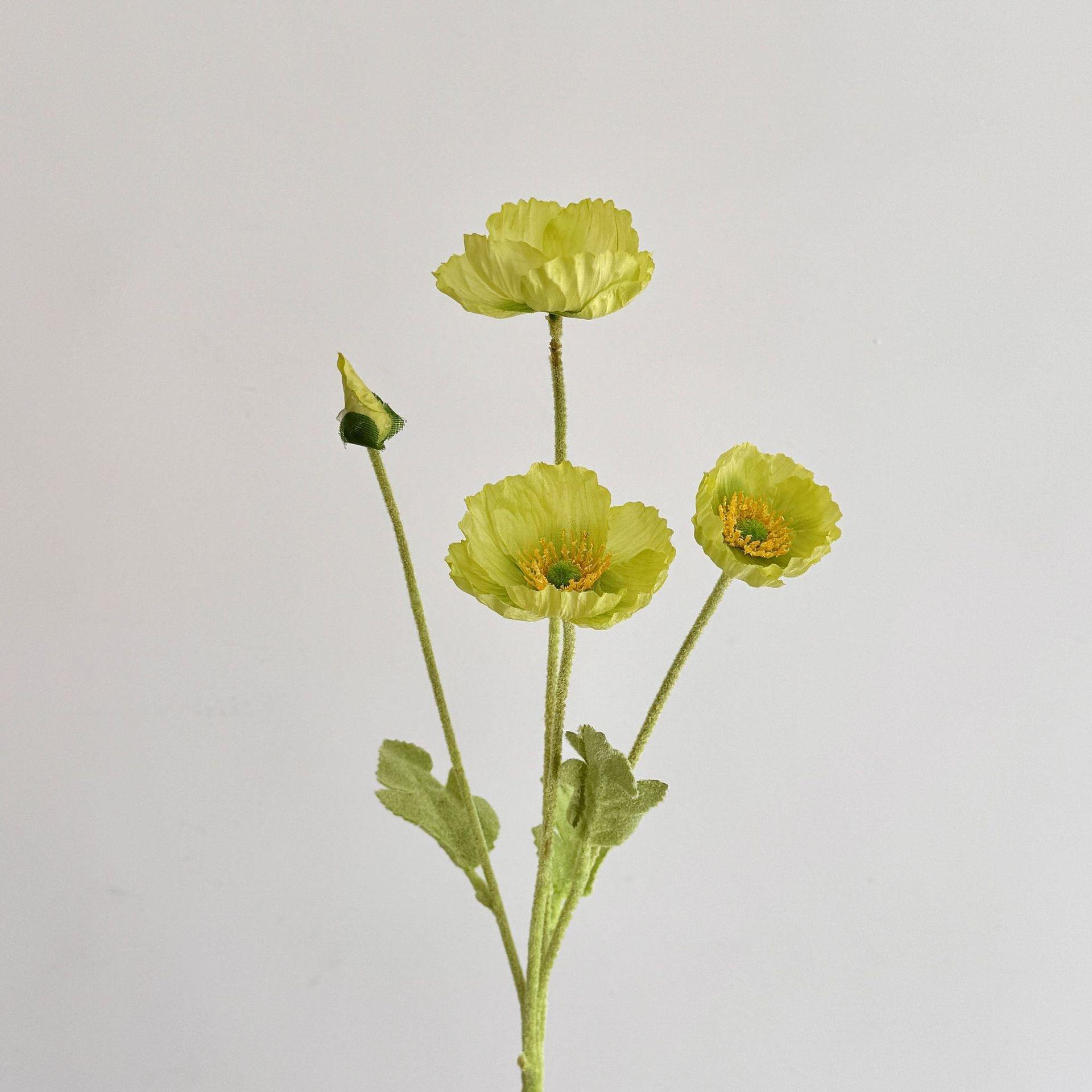 สีเขียว