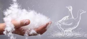 <span class=keywords><strong>Duvet</strong></span> de <span class=keywords><strong>canard</strong></span> blanc délavé à l'eau, 100% <span class=keywords><strong>Duvet</strong></span> d'<span class=keywords><strong>oie</strong></span>, pour remplissage de couettes <span class=keywords><strong>ou</strong></span> oreillers, vente en gros - Product Image 4
