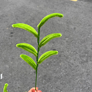 Limpiadores de Pipa al por mayor, plantas verdes terminadas, <span class=keywords><strong>hojas</strong></span> de eucalipto, varilla retorcida hecha a mano, <span class=keywords><strong>hojas</strong></span> de plantas verdes - Product Image 6