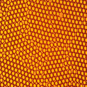 Microsphères de streptavidine pour l'immunoessai ELISA, la liaison des protéines, la bioanalyse, les tests diagnostiques et les laboratoires biomédicaux - Product Image 2