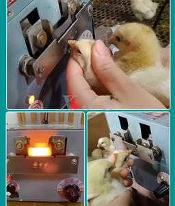 Cortador <span class=keywords><strong>de</strong></span> Picos <span class=keywords><strong>de</strong></span> Pollo Eléctrico Automático, Máquina Despicadora <span class=keywords><strong>de</strong></span> Aves <span class=keywords><strong>de</strong></span> Corral, Despicadora Automática para <span class=keywords><strong>Pollos</strong></span> y Patos - Product Image 6