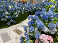 K-0072 Anti UV Haute Qualité Conservé Grandes Feuilles Hortensia Rose Clair Bleu Impression 3D Soie Artificielle Jardin Hortensia