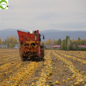 Semillas de Calabaza de Primera Calidad, Sin Cáscara, Grado Superior - Product Image 4