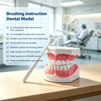 Modelo de Enseñanza de Cepillado Dental Ampliado 2 Veces con Cepillo de Dientes para Educación en Higiene Bucal, CE ISO ROHS CNAS