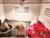 Incubateur en PVC de taille moyenne de 18,9 pouces, cage d'élevage, boîtes à poussins, chauffage pour volailles, boîte de couvaison, cages pour cailles