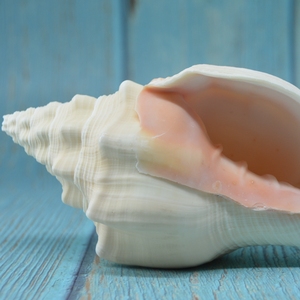 Wholesale Natural <strong>Sea</strong> <strong>Shells</strong> Large <strong>Sea</strong> <strong>Shells</strong> - Product Image 5