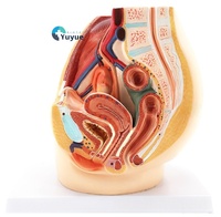 Sistema urinario reproductivo femenino, modelo de anatomía sagital, ayuda de enseñanza médica de plástico para la escuela de medicina con útero