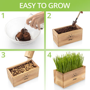 Kit d'herbe à chat biologique pour <span class=keywords><strong>chats</strong></span> d'intérieur 4X paquets avec outils de plantation et jardinière facile à cultiver herbe de blé nourriture pour animaux de compagnie - Product Image 3