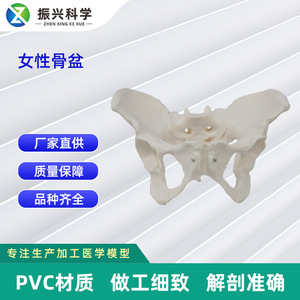 Modèle pelvien féminin personnalisé, structure anatomique des organes pelviens et du squelette, modèle de simulation d'enseignement du squelette féminin - Product Image 5
