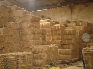 Fibre de coco brute de qualité supérieure, longueur 1000 mm, Vietnam, 100 % biologique, écologique, pour béton, prix compétitif, marque VIET D.E.L.T.A - Product Image 6