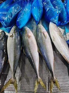 Novo Lote de Peixe Rabo Amarelo Congelado à Venda - Product Image 2