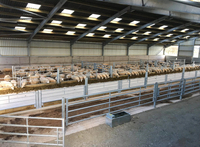 Maison de poulet et de volaille à structure en acier robuste, hangar agricole à construction rapide à vendre pour les soins des vaches et des chèvres, norme ASME