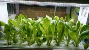 Nhà Kính Thủy Canh Nhỏ Led Grow Lights Tháp Dọc Thủy Canh Tự Động Phát Triển Hệ Thống - Product Image 3