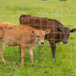 1m cố định nút dệt dây trang trại hàng rào xử lý nhiệt lưới mạ kẽm cho cừu gia súc dê lợn trò chơi <span class=keywords><strong>Hog</strong></span> cừu gia súc hàng rào - Product Image 5