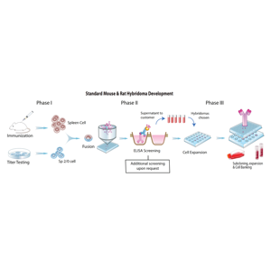 칼레티쿨린-프로마비오 마우스 단일클론항체, -20도에서 12개월 동안 유효, WB/IHC/IF/FCM 적용 가능 - Product Image 4