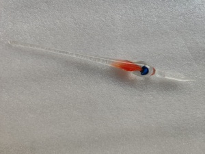 Stylo plume en verre méduse, encre facile à nettoyer, pour dessin de bandes dessinées, stylo plume en verre pour cours de <span class=keywords><strong>calligraphie</strong></span> au collège - Product Image 1