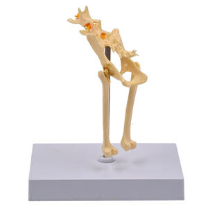 Cadeau éducatif médical modèle osseux de bassin de chat squelette félin grandeur nature avec vertèbre lombaire et moelle épinière anatomique - Product Image 4