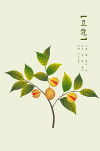 Erbe cinesi intere naturale <span class=keywords><strong>Elettaria</strong></span> cardamomo premio erba secca per la salute dell'apparato digerente - Product Image 6