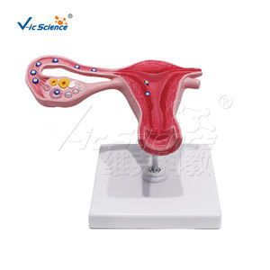 Modèle d'enseignement du processus de fécondation des œufs élargi Science médicale Anatomia Del Sistema Modèle de reproduction - Product Image 1