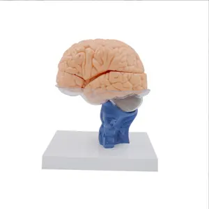 Scienza medica modello anatomico del cervello modello del cervello umano modello di anatomia modello del corpo umano 15 parti