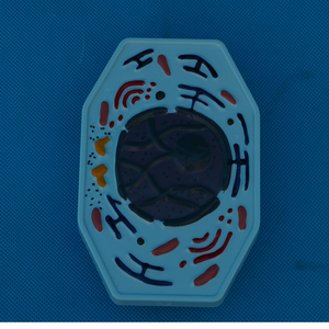Instrumentos de enseñanza: modelos de mitosis y <span class=keywords><strong>meiosis</strong></span> de células animales y vegetales - Product Image 3