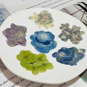 Hortensia naturel bleu carte faisant des fournitures bijoux en résine plante naturelle écologique vraie fleur pressée - Product Image 2