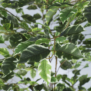 Árbol Bonsái Artificial de Ficus de Dos Tonos, 200 cm+, Simulación Realista, Decoración para Interiores del Hogar, Decoración para Bodas - Product Image 1